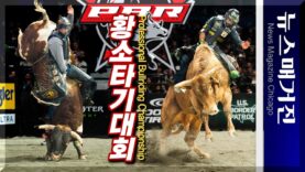 [영상] ‘1톤 황소를 이겨라’ 세계 황소타기대회