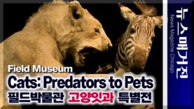 필드박물관 전시 ‘고양잇과: 포식자에서 애완동물까지’