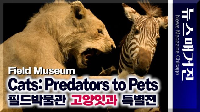 필드박물관 전시 ‘고양잇과: 포식자에서 애완동물까지’